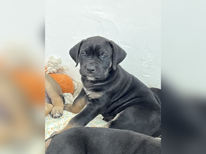 Cane Corso / Boerboel Welpen Abgabe ab Ende Mai
