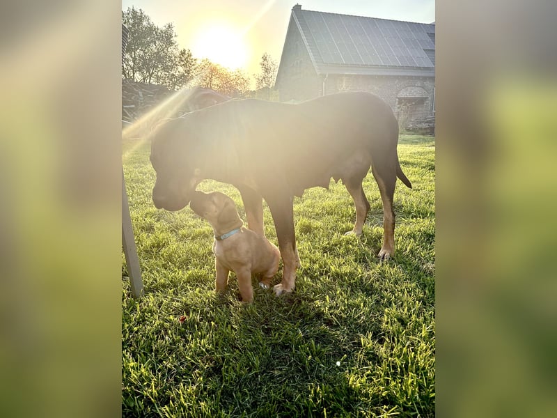Cane Corso / Boerboel Welpen Abgabe ab Ende Mai