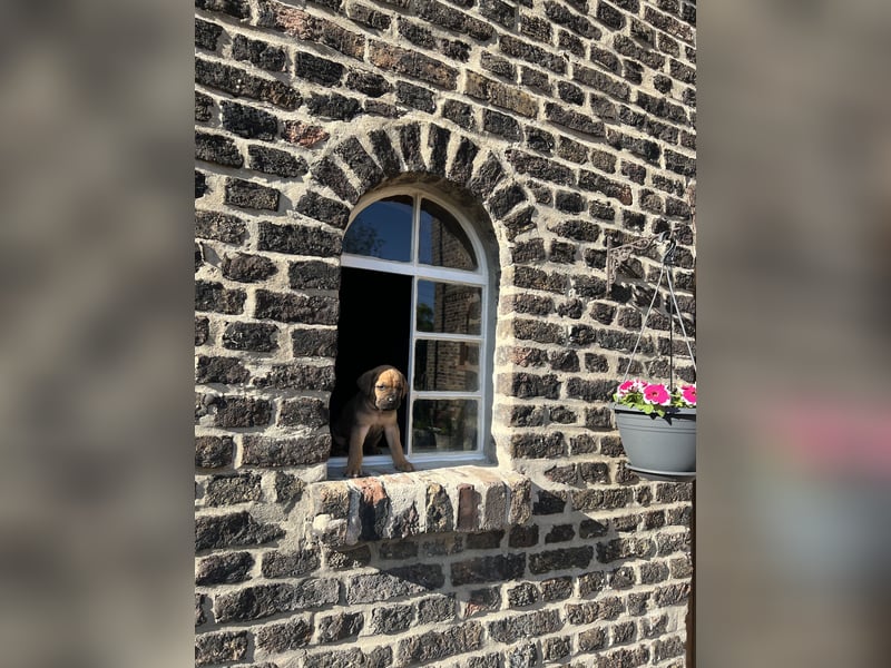Cane Corso / Boerboel Welpen Abgabe ab Ende Mai