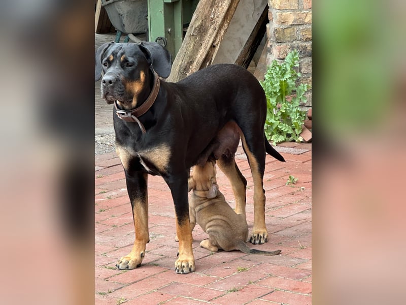 Cane Corso / Boerboel Welpen Abgabe ab Ende Mai