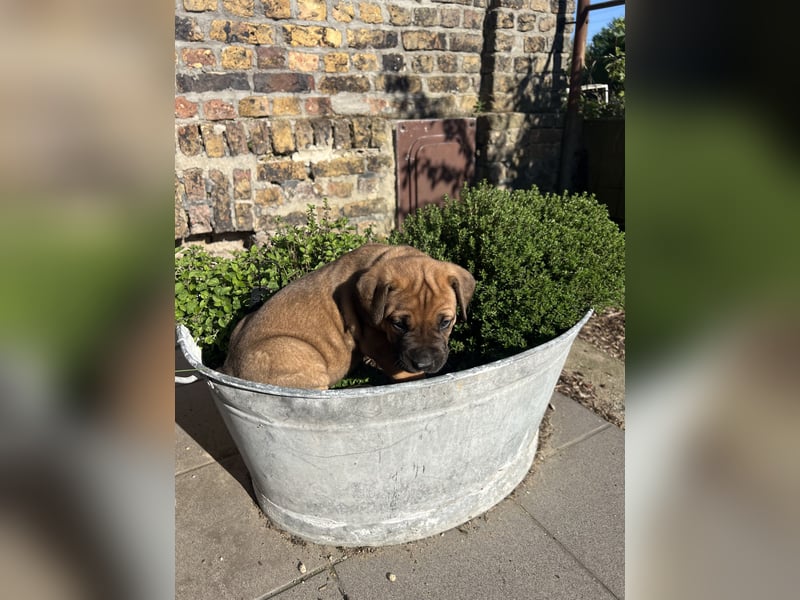Cane Corso / Boerboel Welpen Abgabe ab Ende Mai
