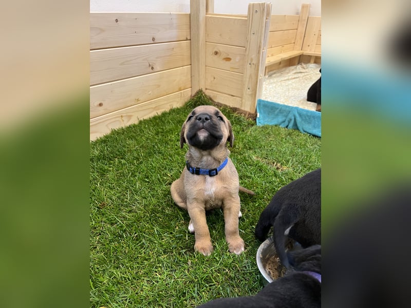 Cane Corso / Boerboel Welpen Abgabe ab Ende Mai