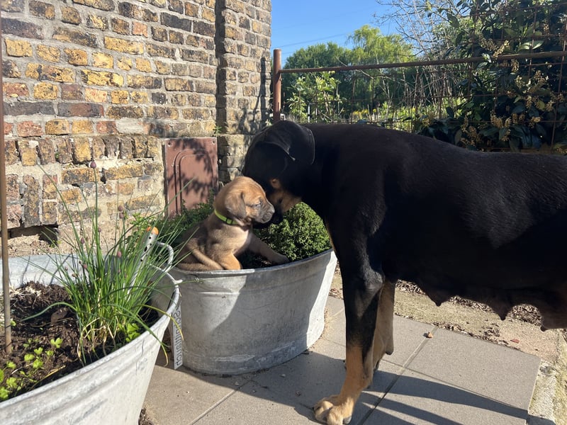 Cane Corso / Boerboel Welpen Abgabe ab Ende Mai