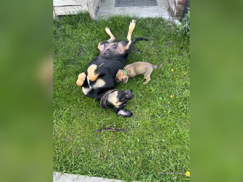 Cane Corso / Boerboel Welpen Abgabe ab Ende Mai