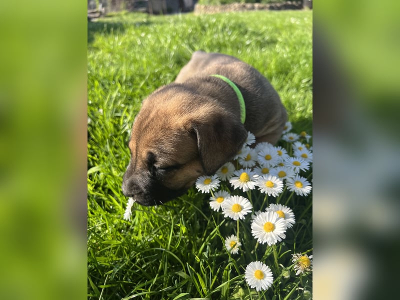 Cane Corso / Boerboel Welpen Abgabe ab Ende Mai