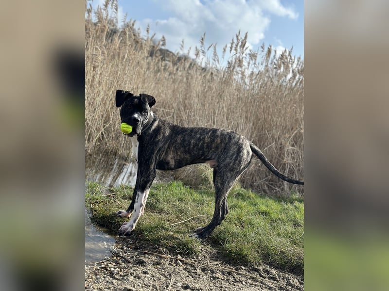 Cane Corso x Dogo Argentino