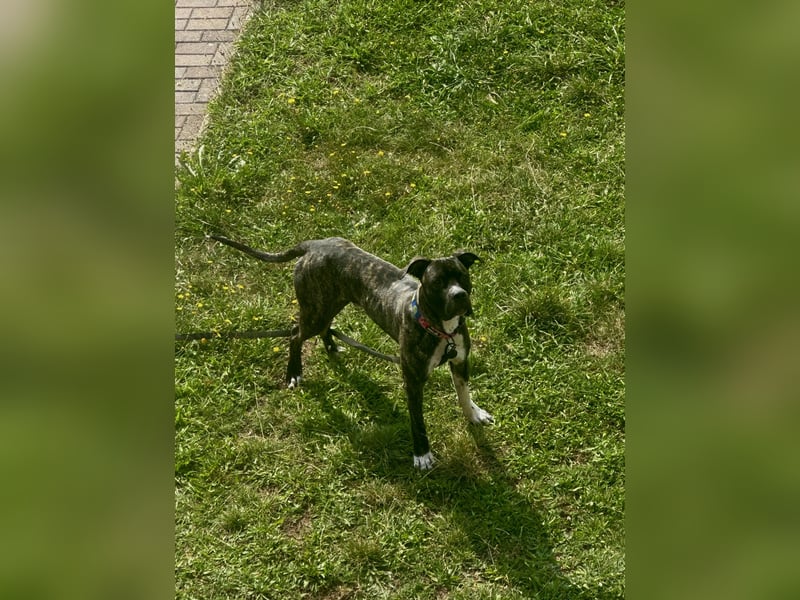 Cane Corso x Dogo Argentino