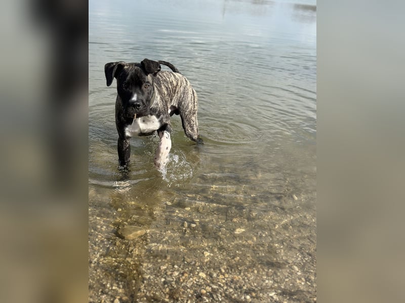 Cane Corso x Dogo Argentino