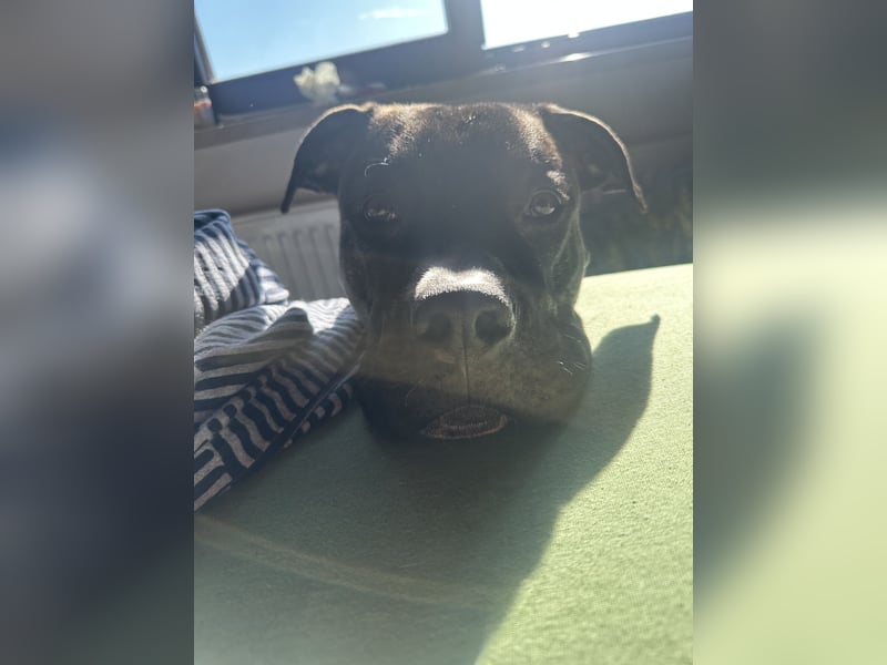 Cane Corso x Dogo Argentino