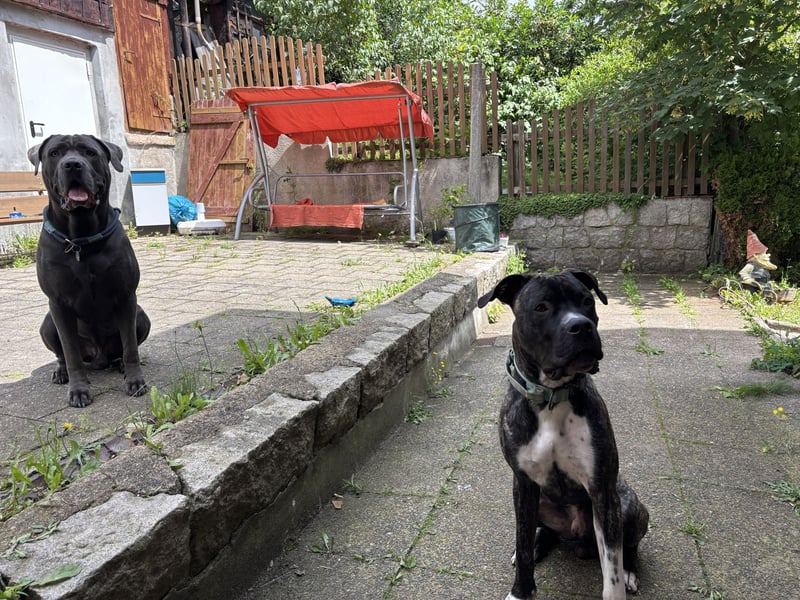 Cane Corso x Dogo Argentino