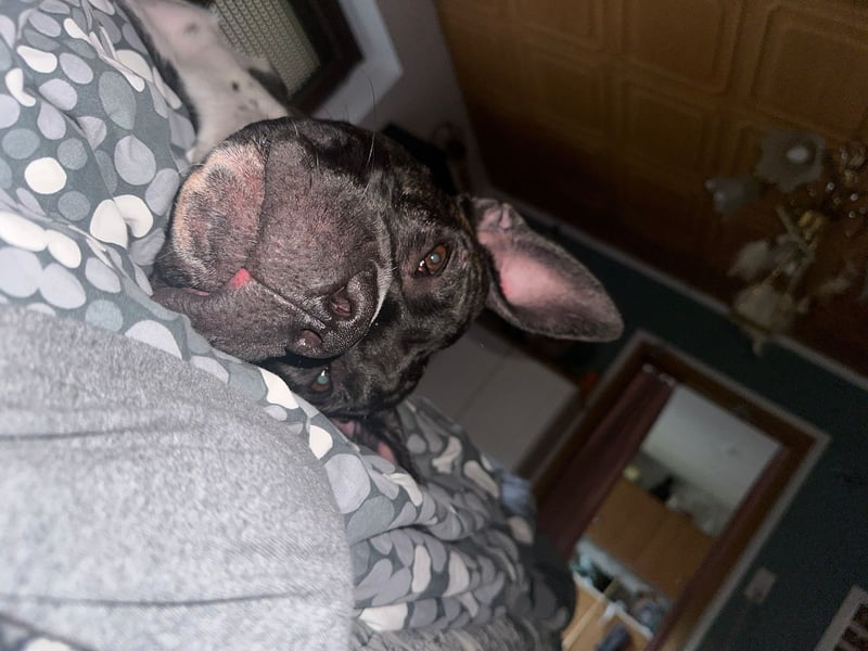 Cane Corso x Dogo Argentino