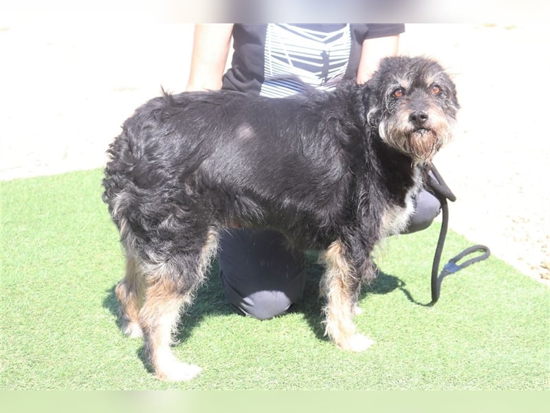 Gloria, Mix Serra de Aires / Tibet Terrier, lieb und verträglich