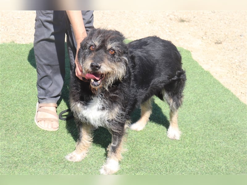 Gloria, Mix Serra de Aires / Tibet Terrier, lieb und verträglich
