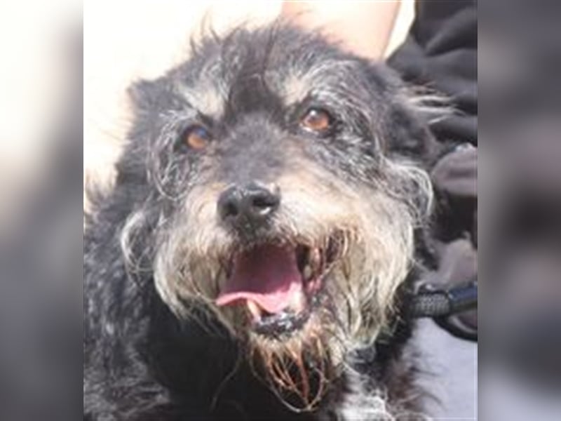 Gloria, Mix Serra de Aires / Tibet Terrier, lieb und verträglich