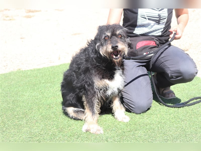 Gloria, Mix Serra de Aires / Tibet Terrier, lieb und verträglich