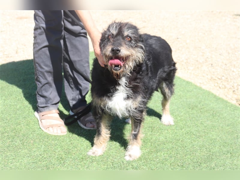 Gloria, Mix Serra de Aires / Tibet Terrier, lieb und verträglich