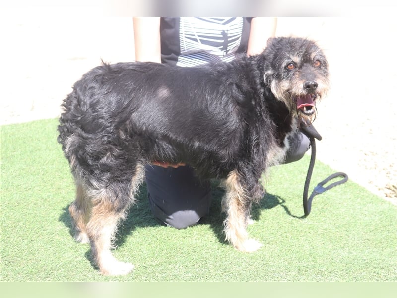 Gloria, Mix Serra de Aires / Tibet Terrier, lieb und verträglich