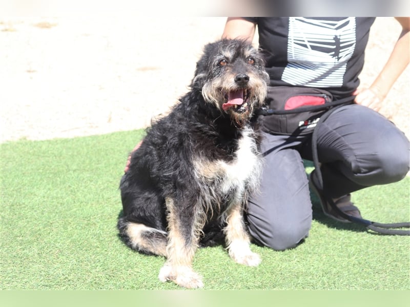 Gloria, Mix Serra de Aires / Tibet Terrier, lieb und verträglich