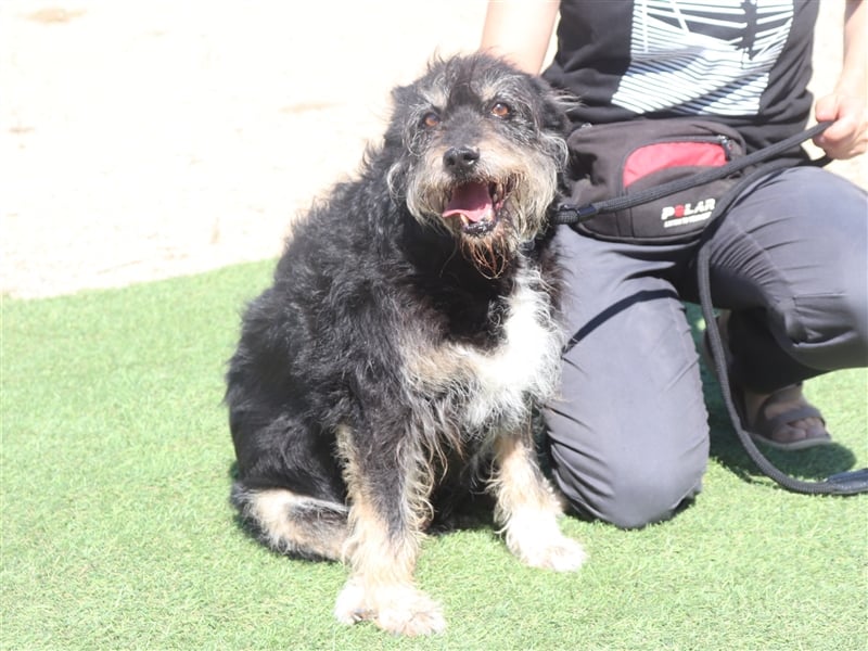 Gloria, Mix Serra de Aires / Tibet Terrier, lieb und verträglich