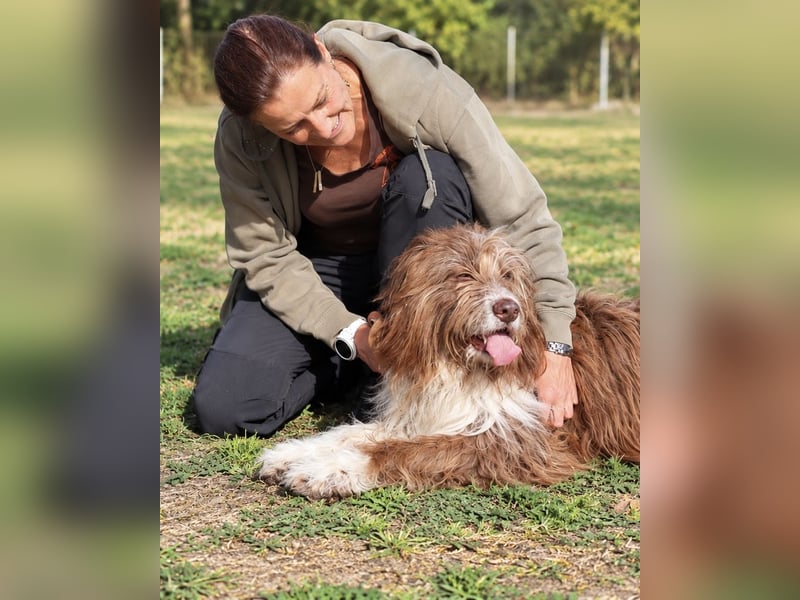 Pflegehund Tejo wartet in 66901 Schönenberg-Kübelberg auf dich!