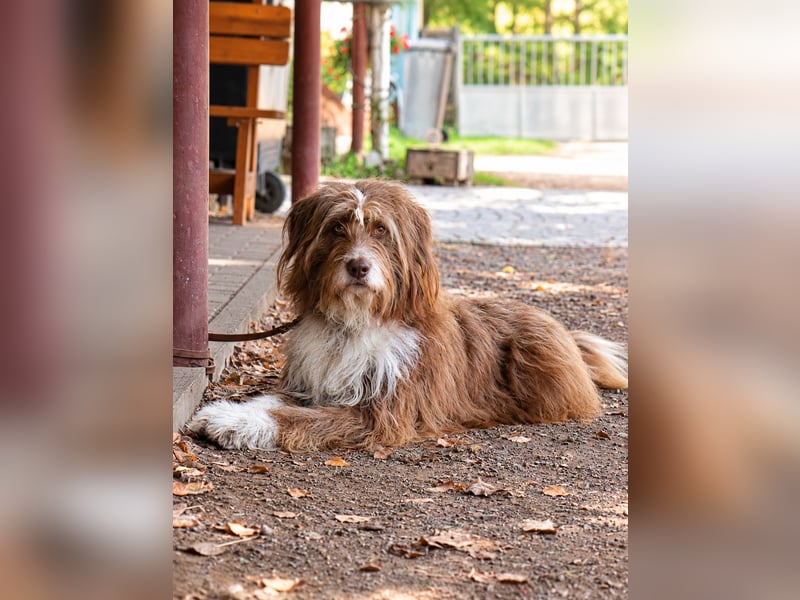 Pflegehund Tejo wartet in 66901 Schönenberg-Kübelberg auf dich!