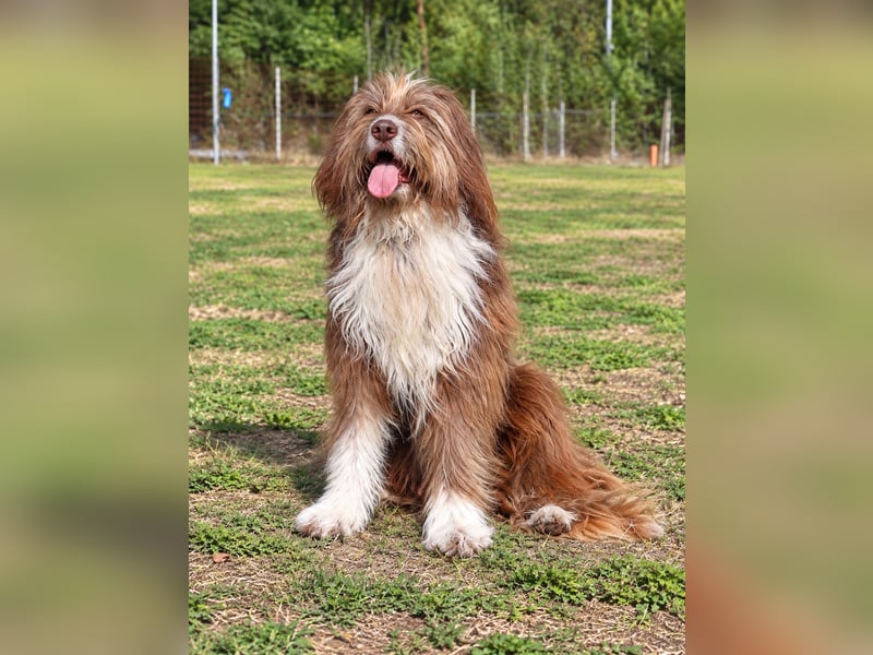 Pflegehund Tejo wartet in 66901 Schönenberg-Kübelberg auf dich!