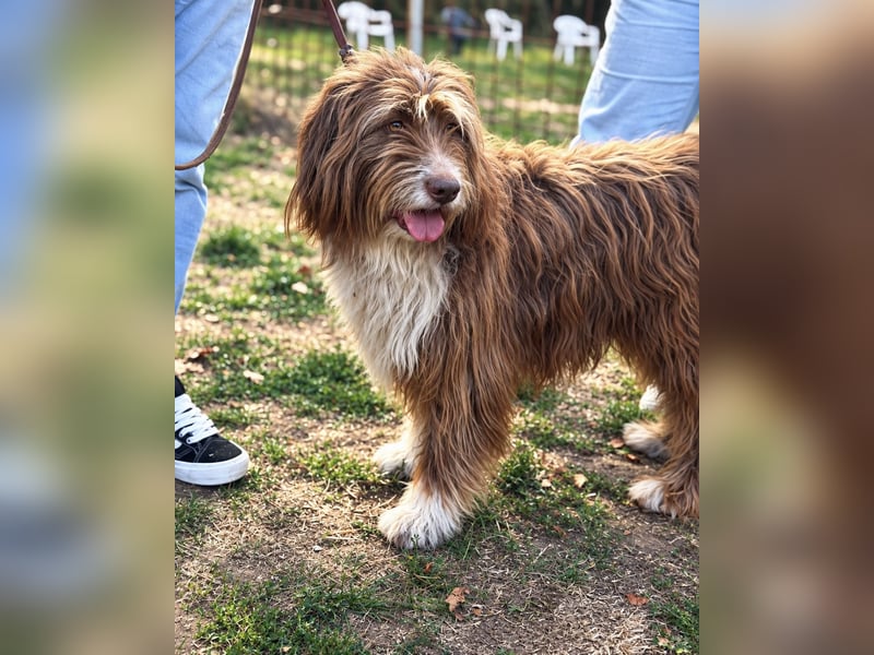 Pflegehund Tejo wartet in 66901 Schönenberg-Kübelberg auf dich!