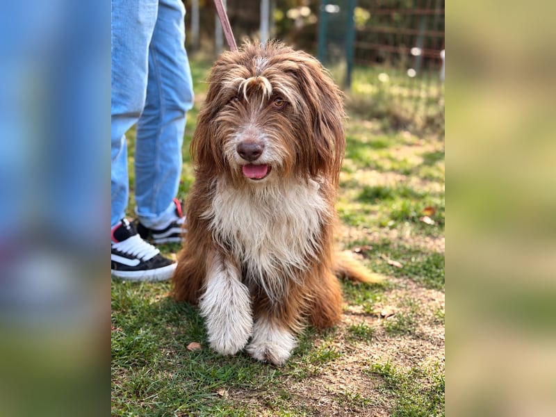 Pflegehund Tejo wartet in 66901 Schönenberg-Kübelberg auf dich!