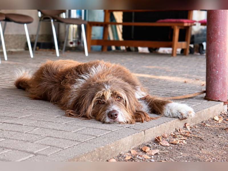 Pflegehund Tejo wartet in 66901 Schönenberg-Kübelberg auf dich!