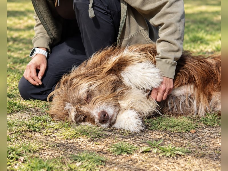 Pflegehund Tejo wartet in 66901 Schönenberg-Kübelberg auf dich!