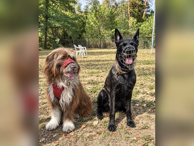 Pflegehund Tejo wartet in 66901 Schönenberg-Kübelberg auf dich!