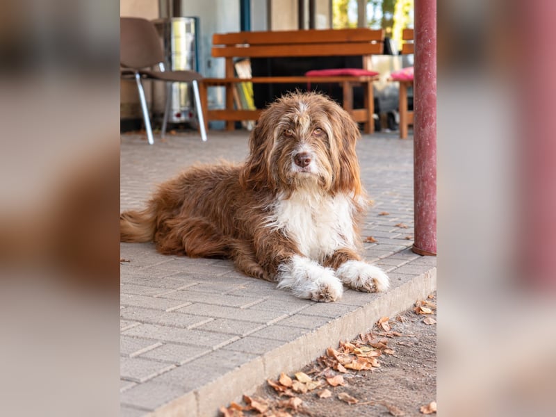 Pflegehund Tejo wartet in 66901 Schönenberg-Kübelberg auf dich!