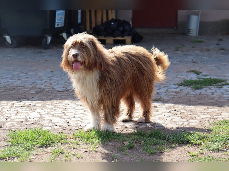 Pflegehund Tejo wartet in 66901 Schönenberg-Kübelberg auf dich!