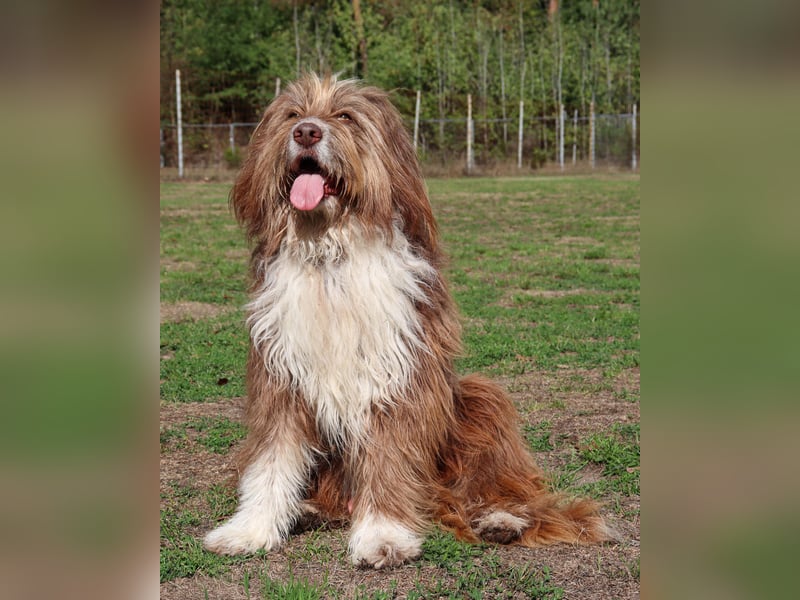 Pflegehund Tejo wartet in 66901 Schönenberg-Kübelberg auf dich!