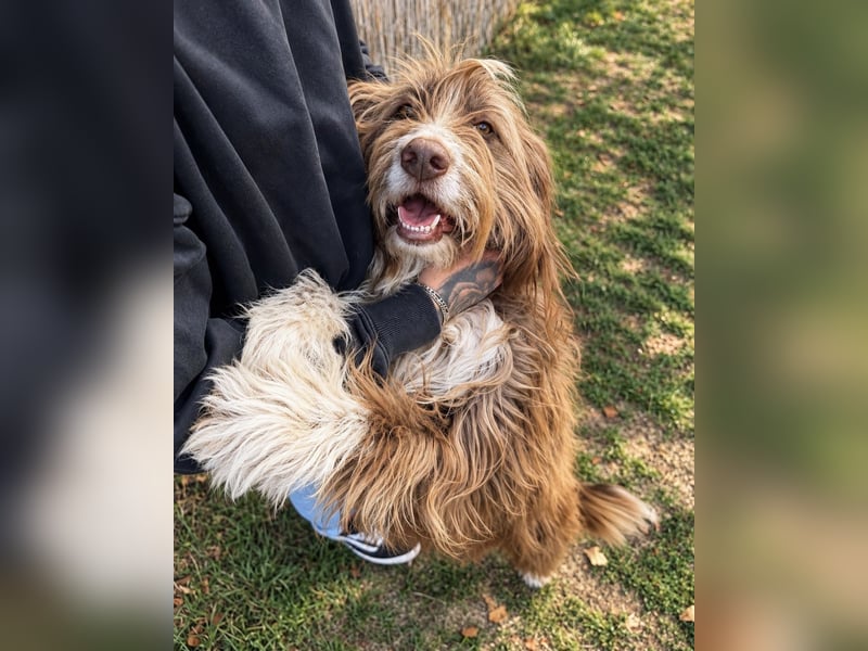 Pflegehund Tejo wartet in 66901 Schönenberg-Kübelberg auf dich!