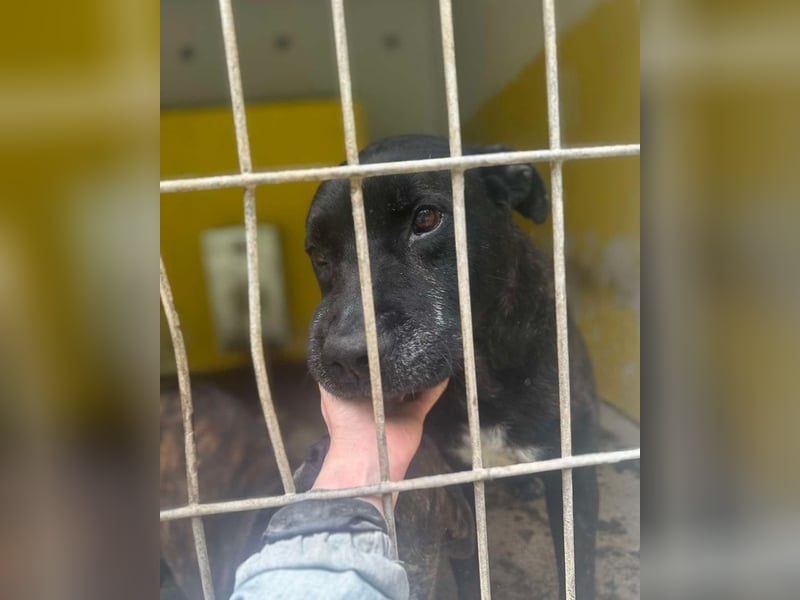 Vinc sucht Pflege- oder Endstelle