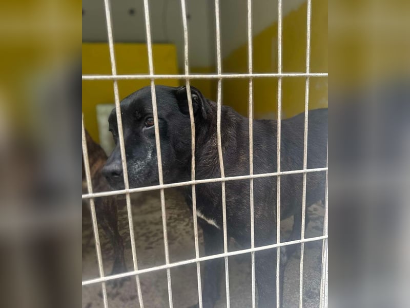 Vinc sucht Pflege- oder Endstelle