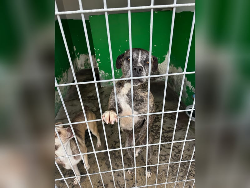 Leoa sucht ihr Für-immer-Zuhause