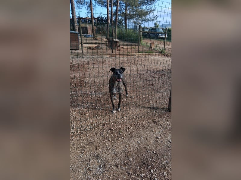 Leoa sucht ihr Für-immer-Zuhause