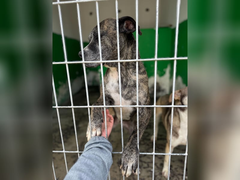 Leoa sucht ihr Für-immer-Zuhause