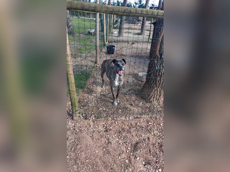 Leoa sucht ihr Für-immer-Zuhause