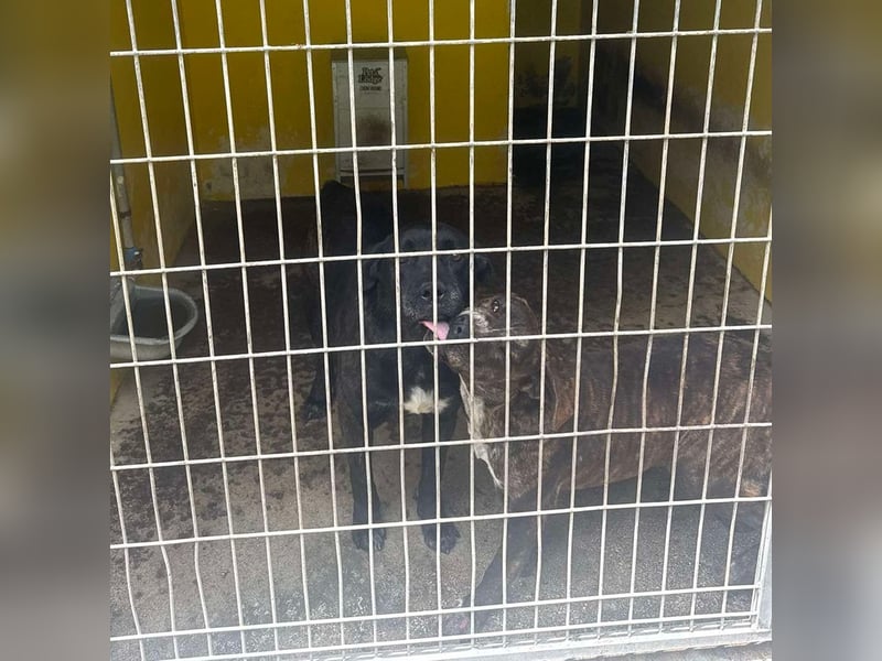 Vinc sucht Pflege- oder Endstelle