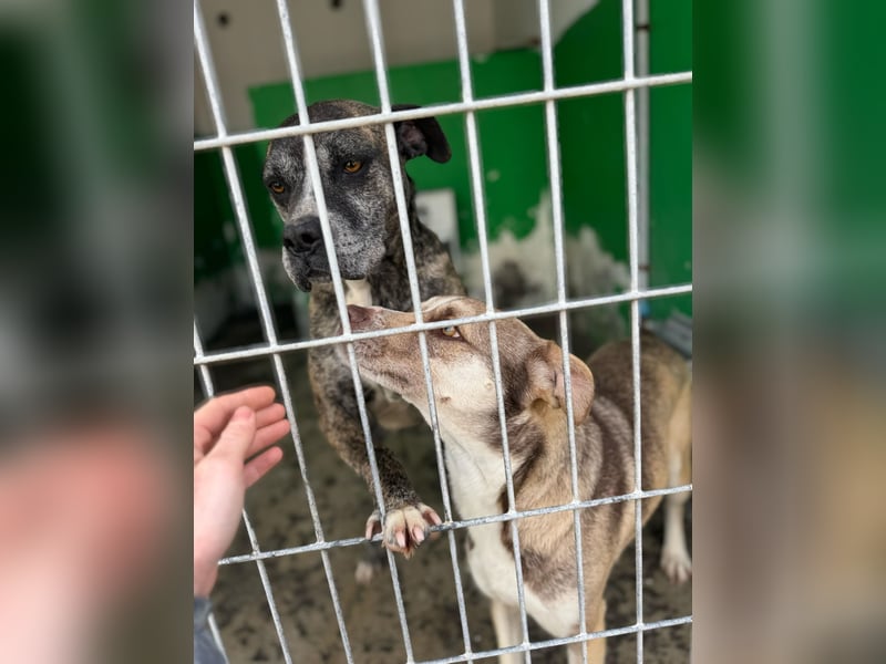 Leoa sucht ihr Für-immer-Zuhause