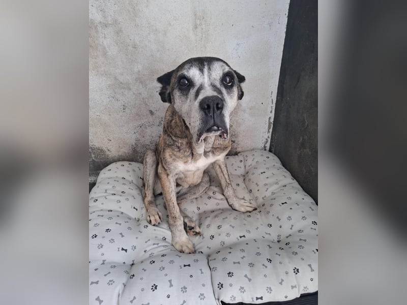 Gnadenplatz für Hedy gesucht