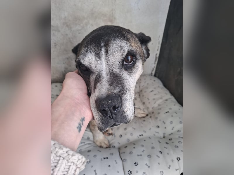 Gnadenplatz für Hedy gesucht