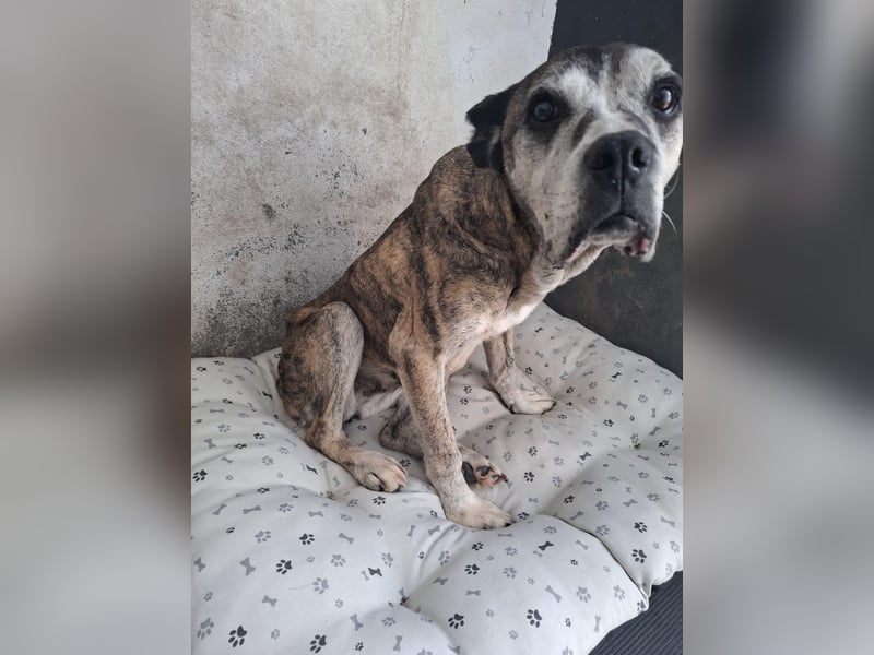 Gnadenplatz für Hedy gesucht
