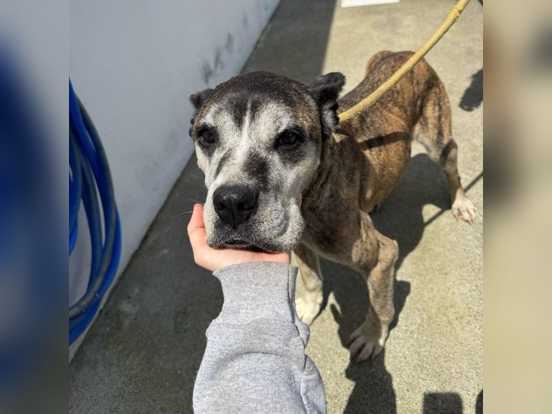 Gnadenplatz für Hedy gesucht