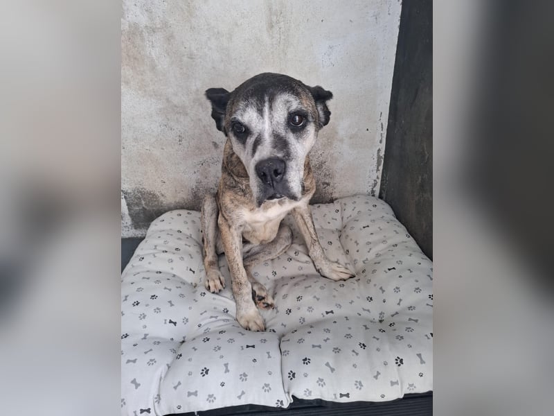 Gnadenplatz für Hedy gesucht