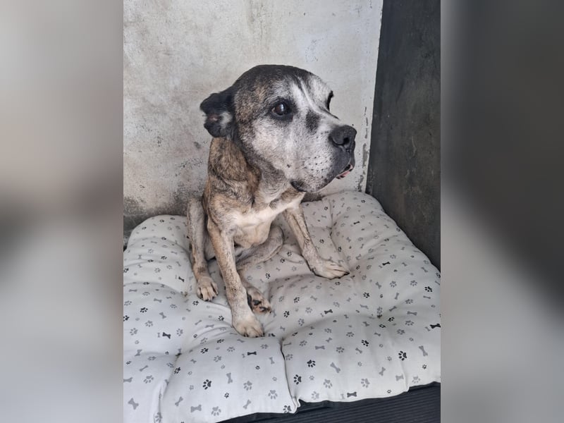Gnadenplatz für Hedy gesucht
