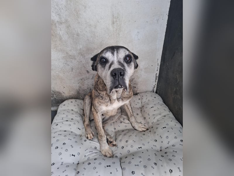 Gnadenplatz für Hedy gesucht
